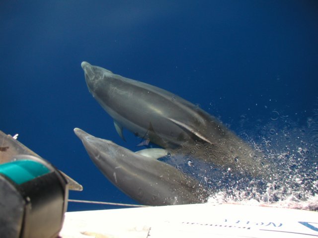 delfini4.jpg